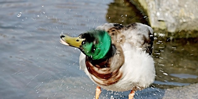 duck shakin