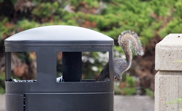 squirrel in trash can