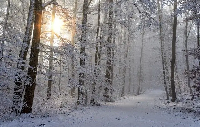 snow on ground and trees